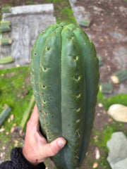 💎🌶️ SS02 x Yowie — MASSIVE 15” Tip