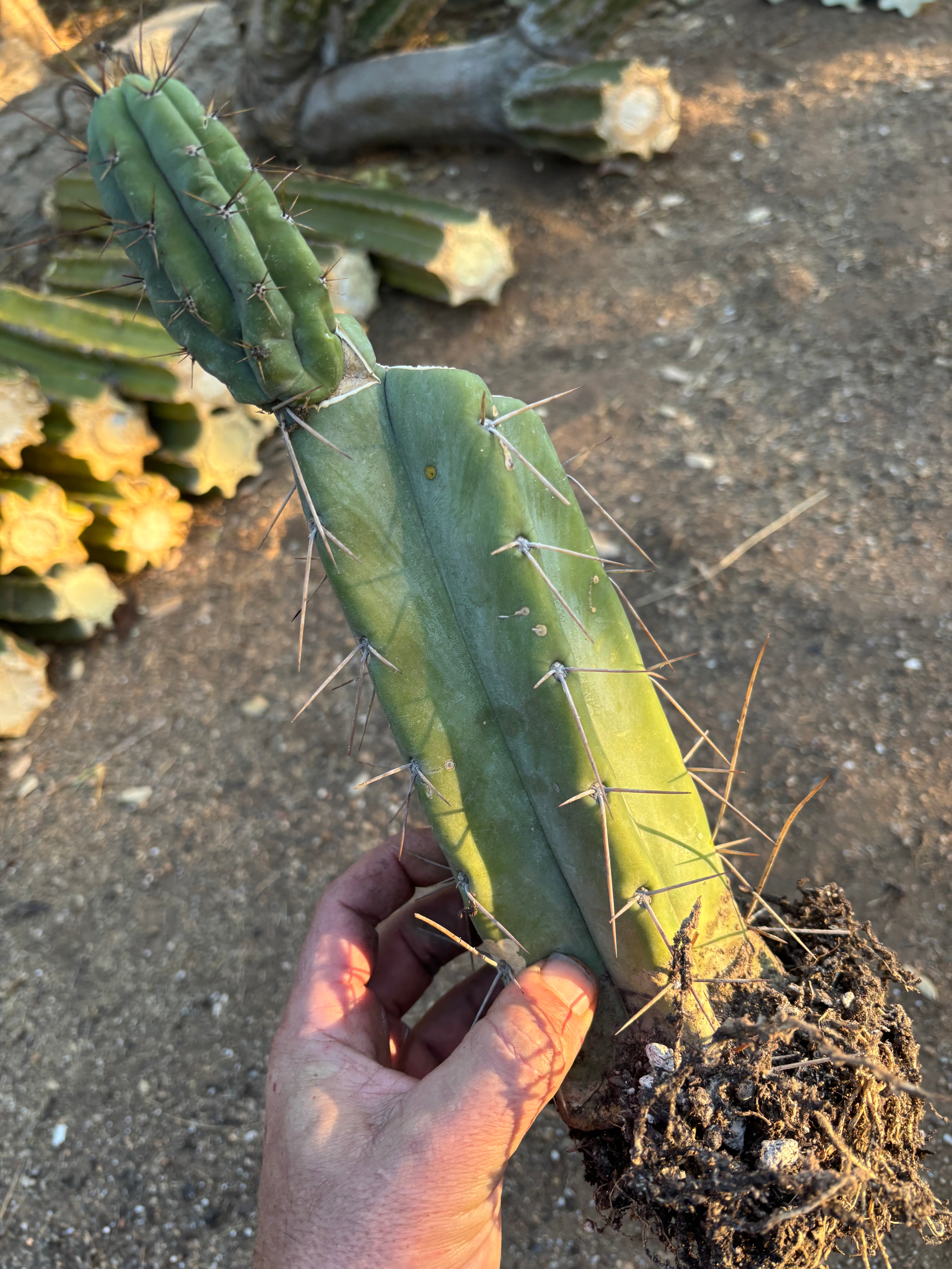 👑🌶️ Lumberjack— Rooted Mid w/Pup