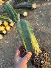 👑🌶️ Lumberjack— Rooted Mid w/Pup