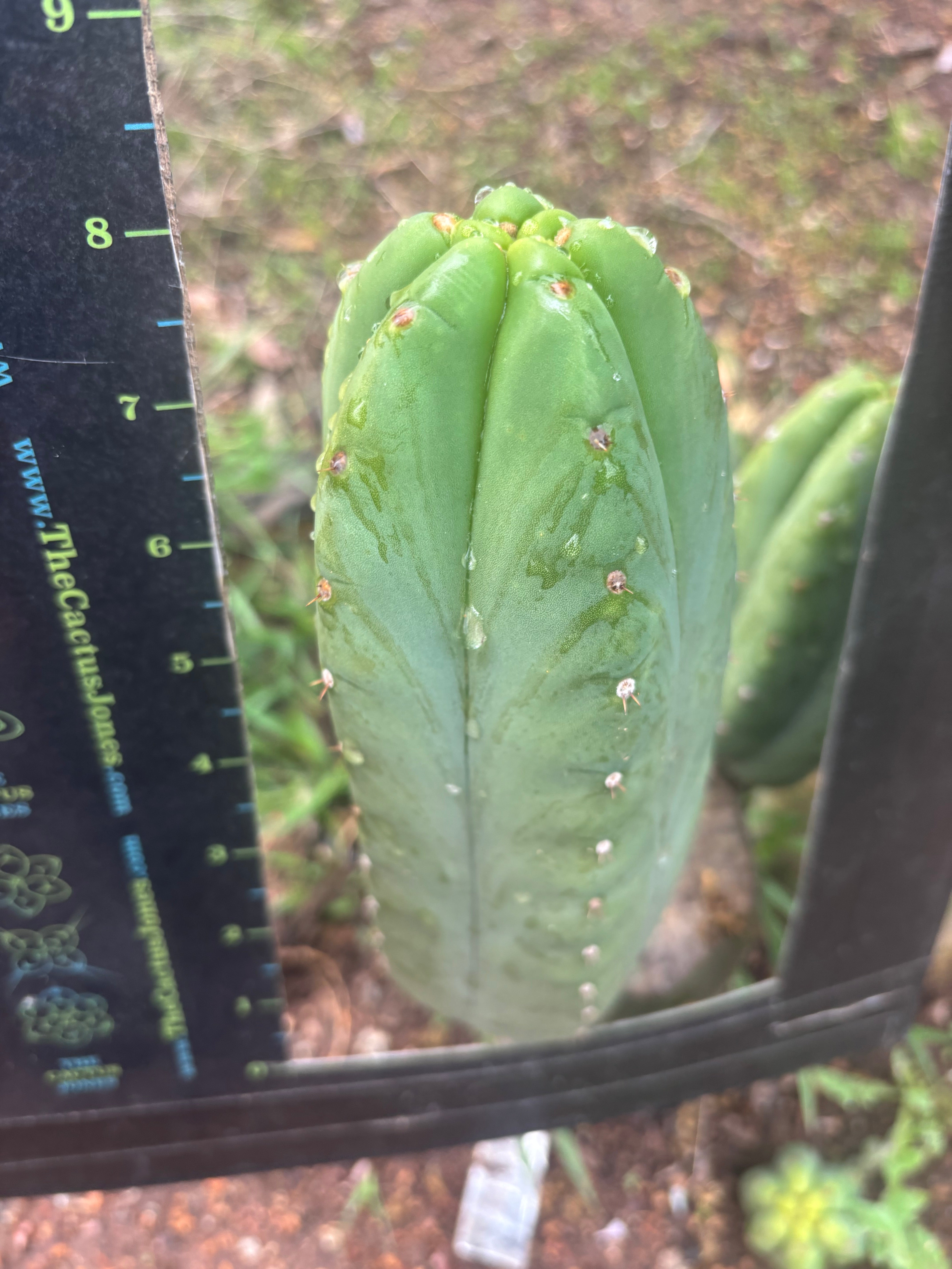 👑🌶️ Yogi — 8” Pup