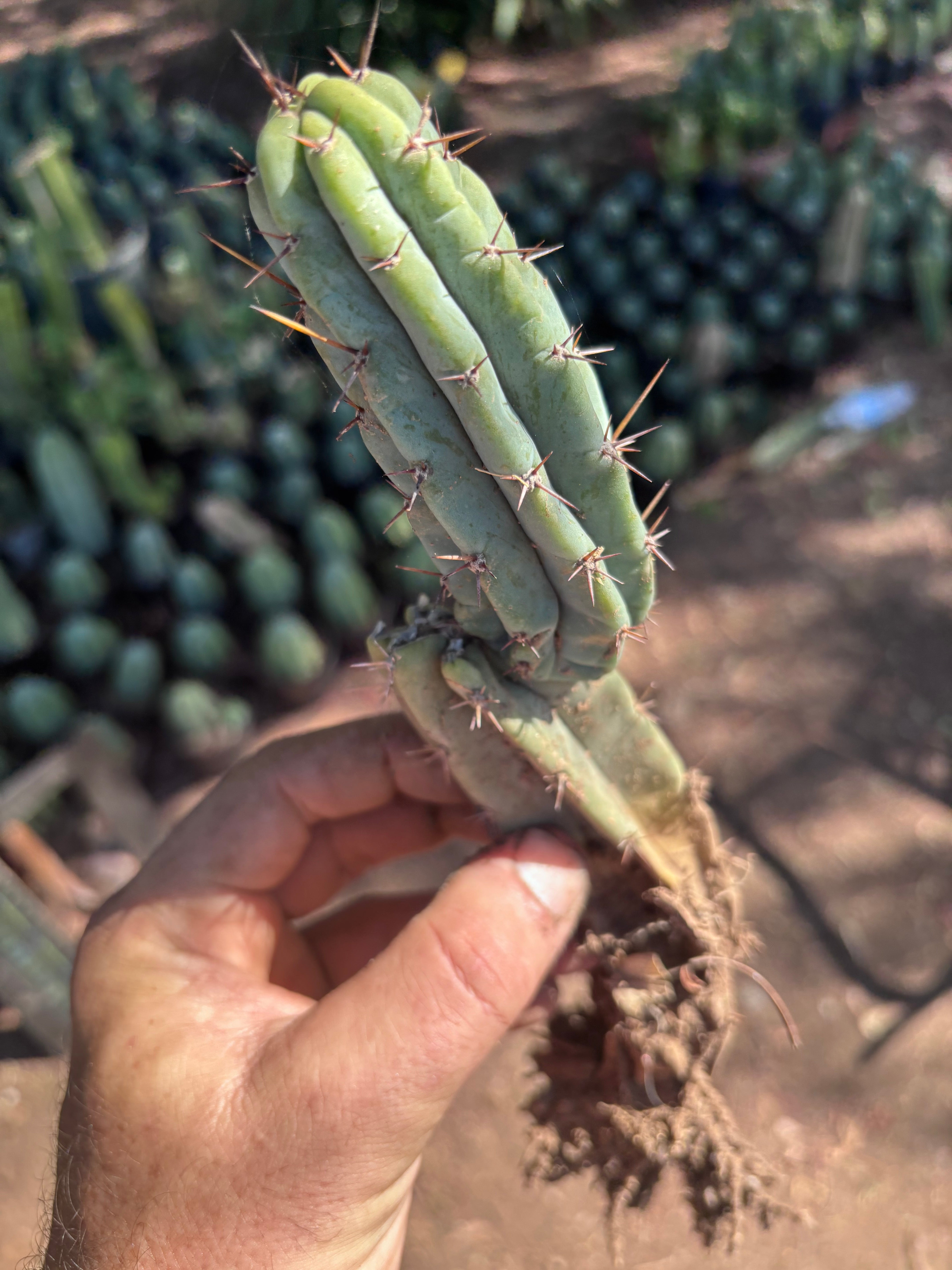 👑🌶️🌶️ Pala! — 9” Rooted