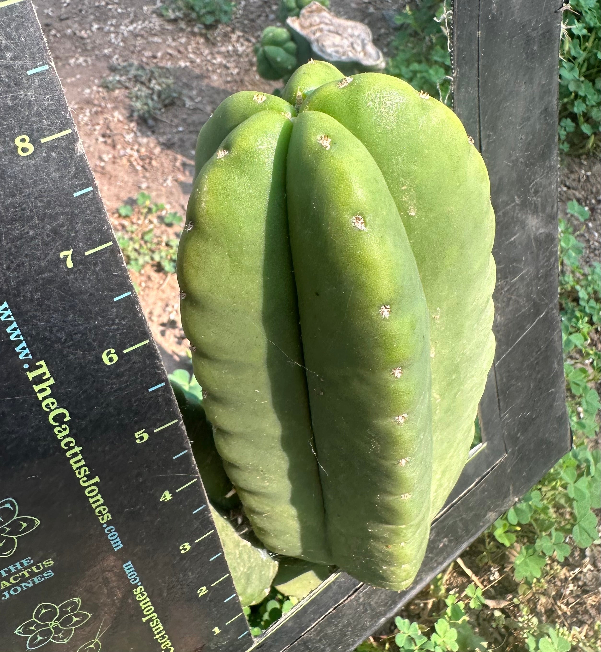 👑  Aussie Scop — Chubby 8” Pup