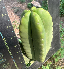 👑  Aussie Scop — Chubby 8” Pup
