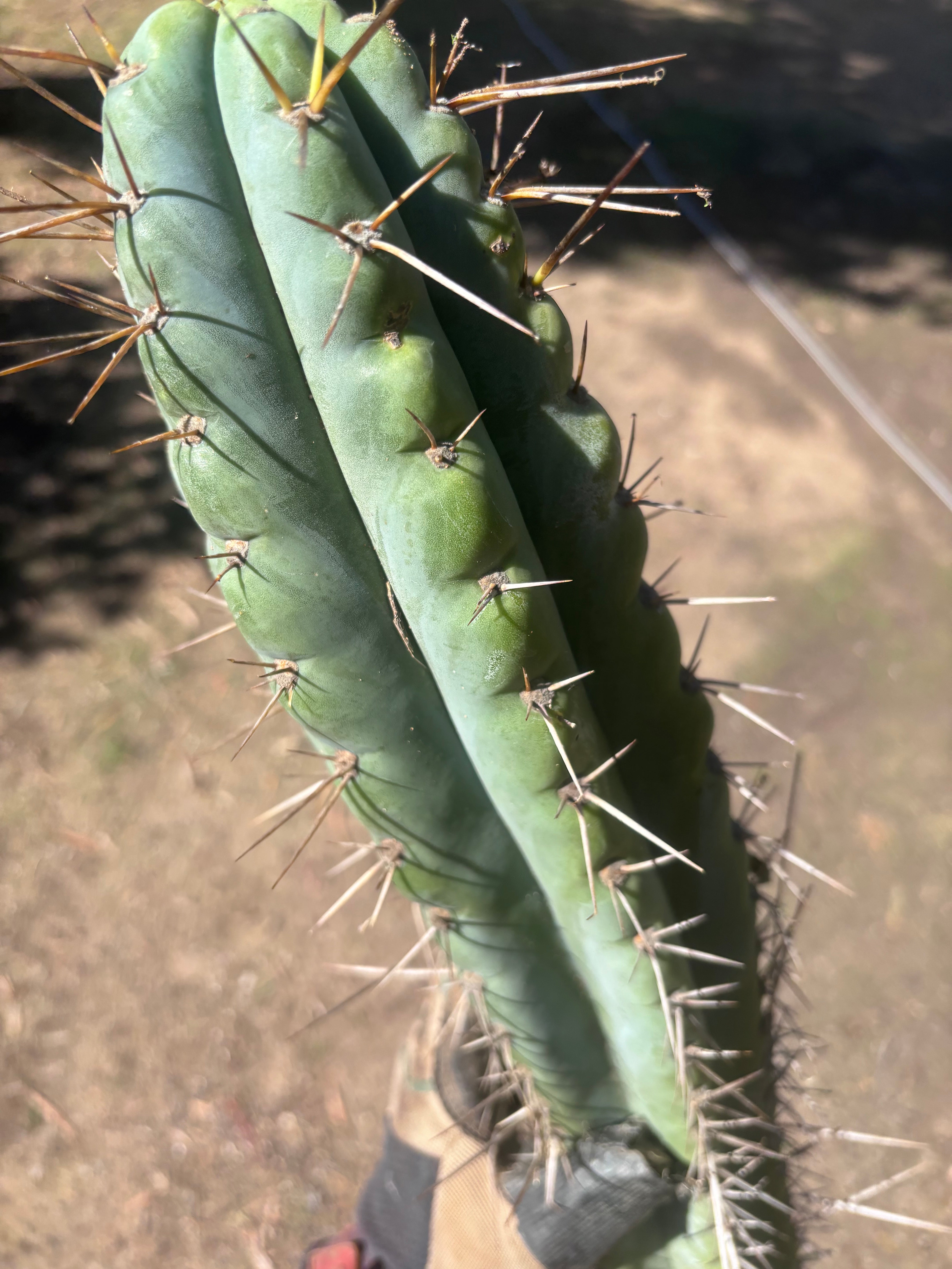 💎🌶️ Noid of the Moment — XXL 22” Tip