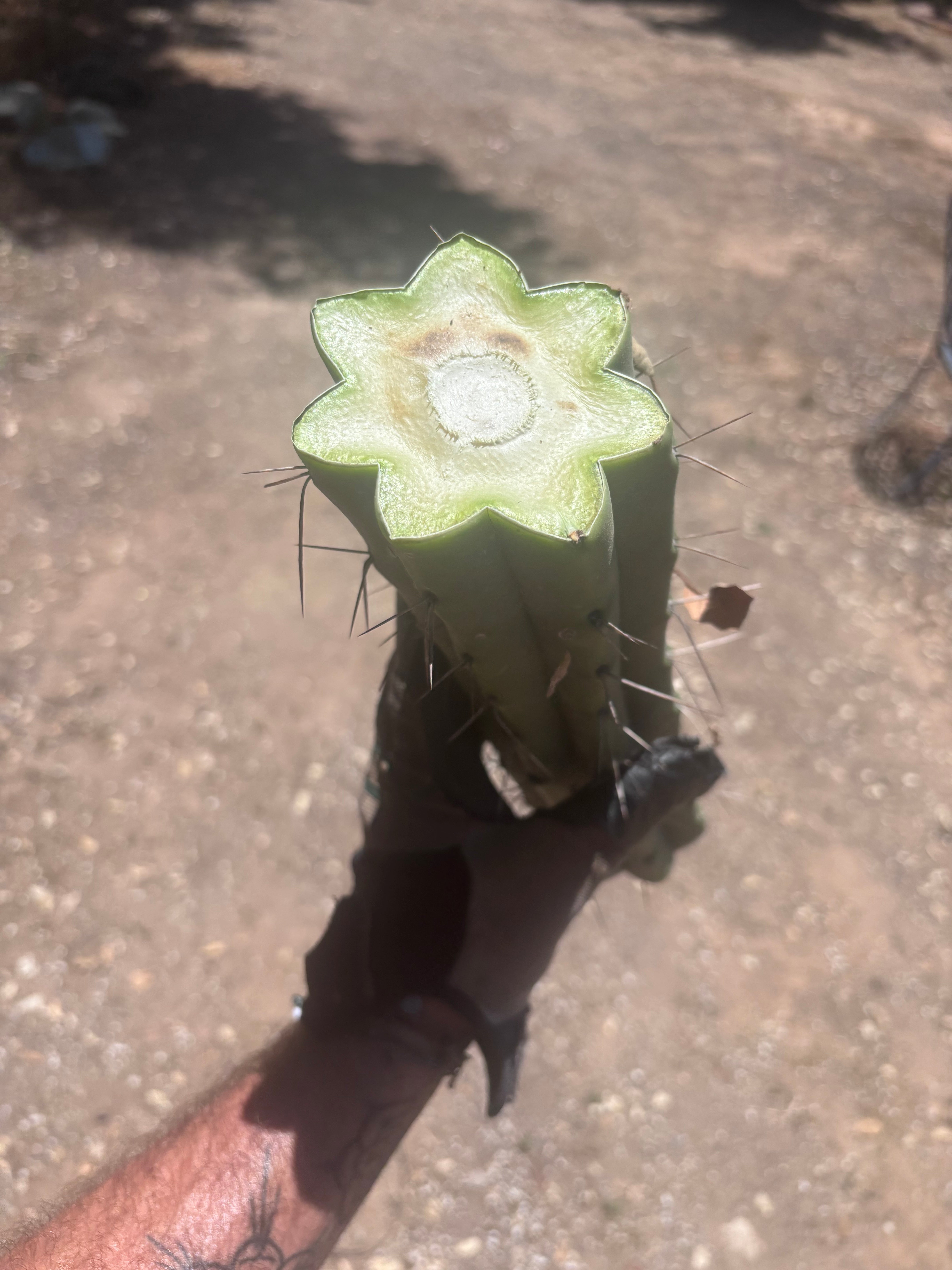 👑🌶️ Psycho0’  — XL 14” Mid