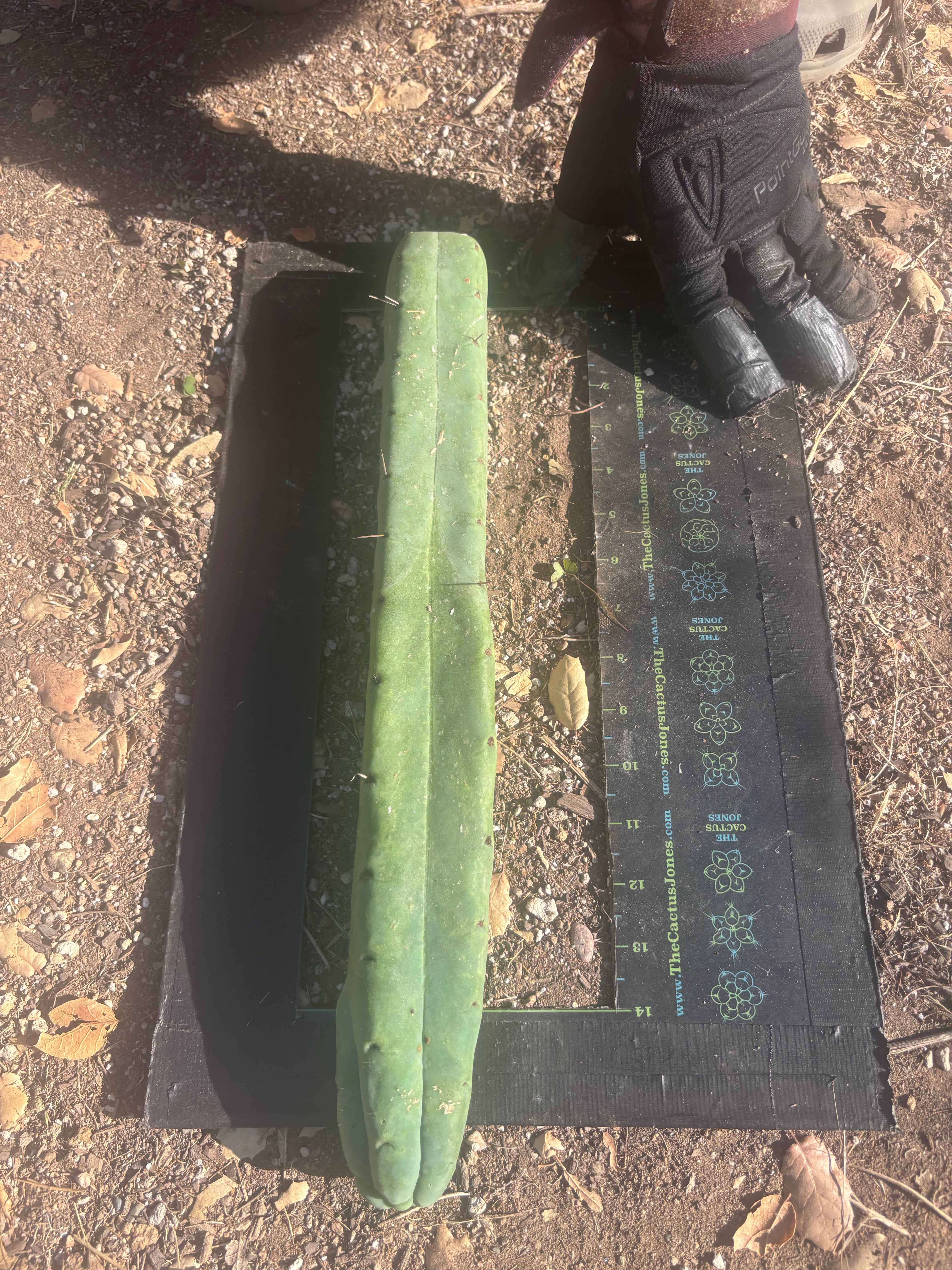 👑🌶️🌶️  Jiimz Twin Spine — XL 16” Tip