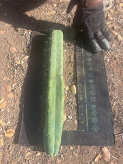 👑🌶️🌶️  Jiimz Twin Spine — XL 16” Tip
