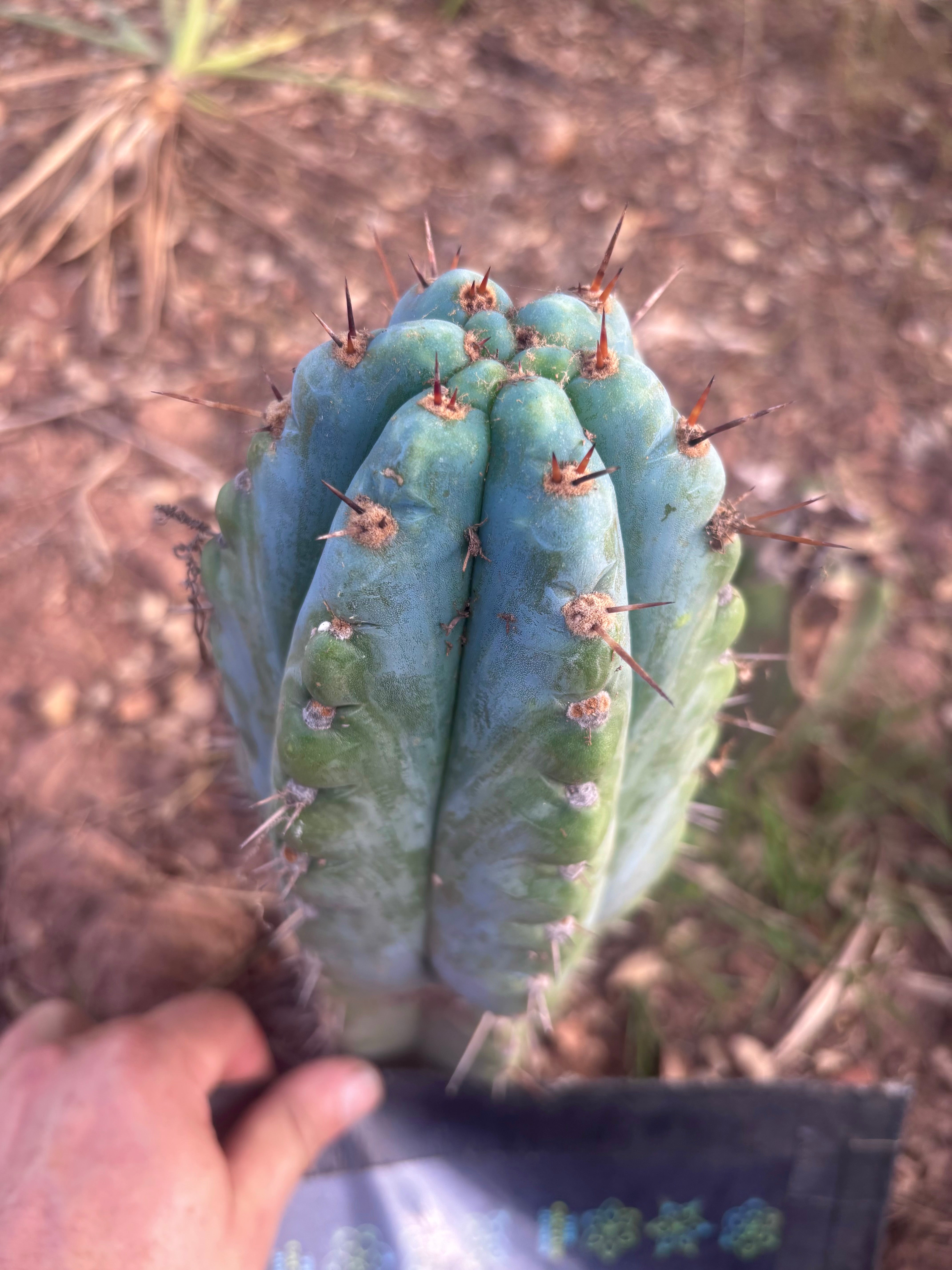 💎👑💎 Papa Smurf — Fat 10” Tip