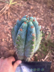 💎👑💎 Papa Smurf — Fat 10” Tip