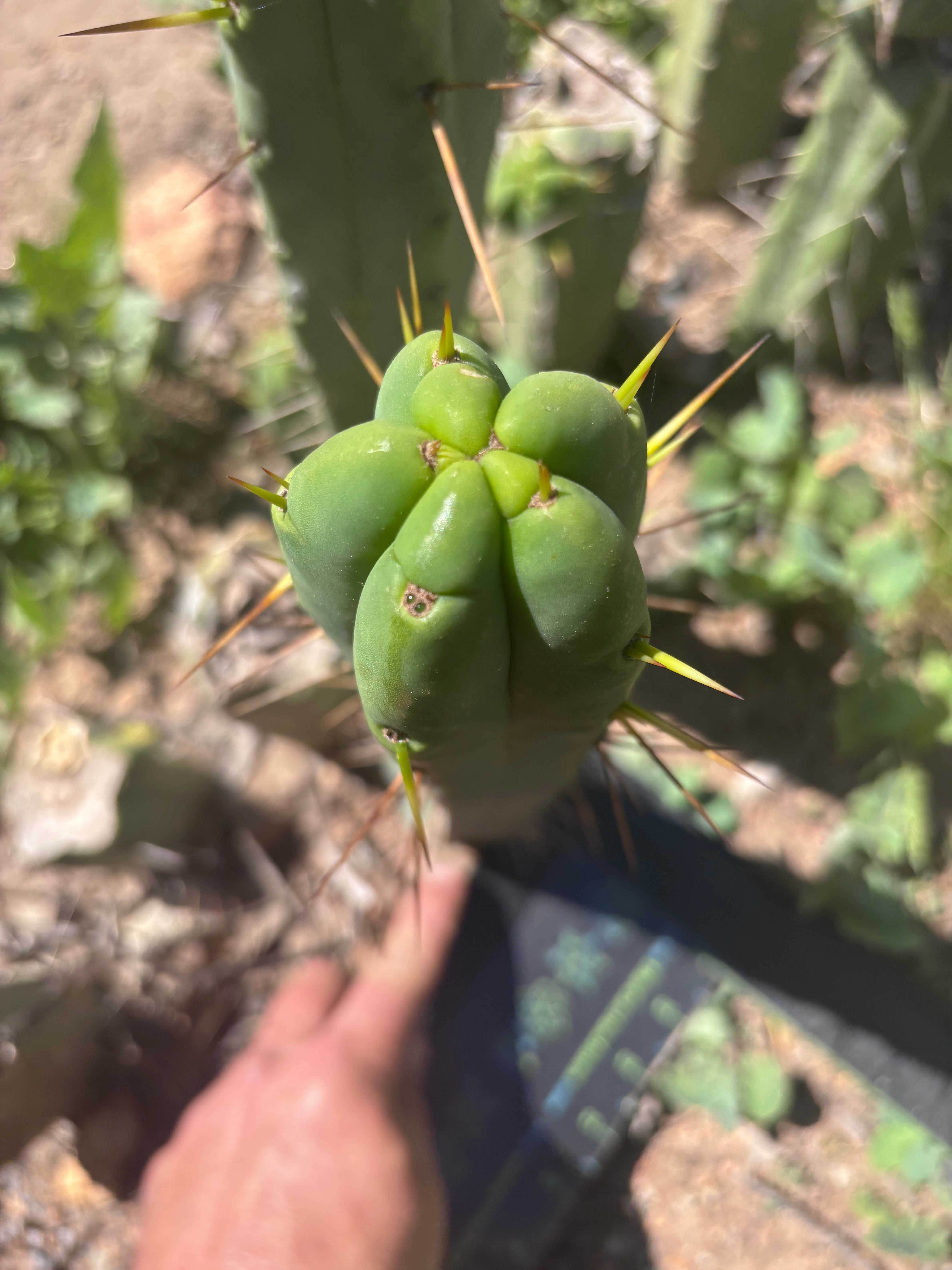 👑🌶️🌶️  Jiimz Twin Again — 12” Tip
