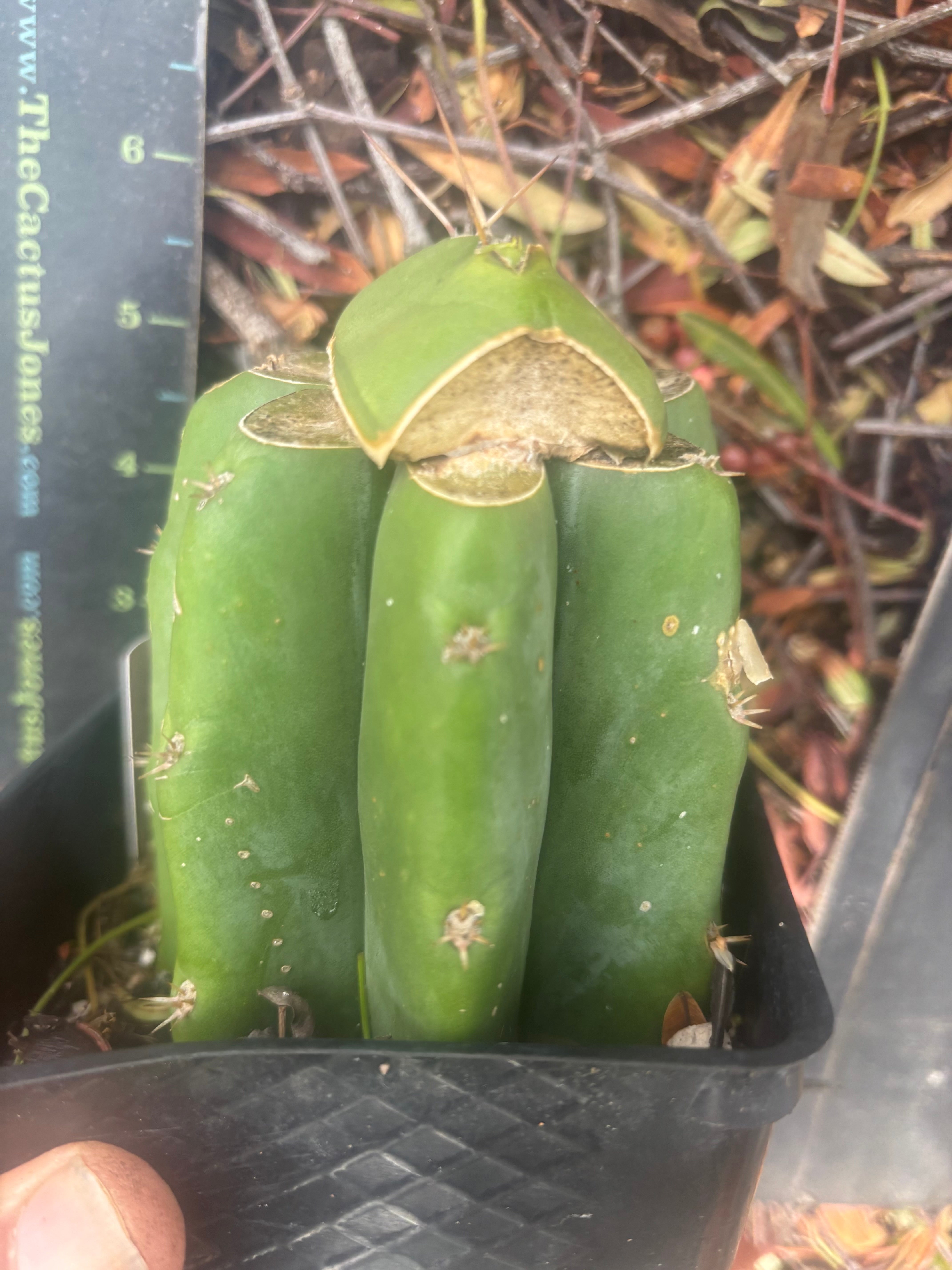 💎👑💎 Salad Fingers — Rooted Slab Graft w/ Pup Starting