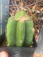 💎👑💎 Salad Fingers — Rooted Slab Graft w/ Pup Starting