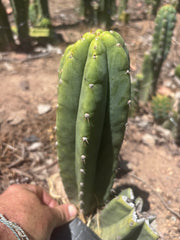 👑🌶️🌶️ Landfill — 10” Pup