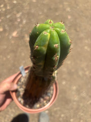 💎🔰 Ventucky Blue x Fillmore Variegated (First Release) — Rooted Tip Graft