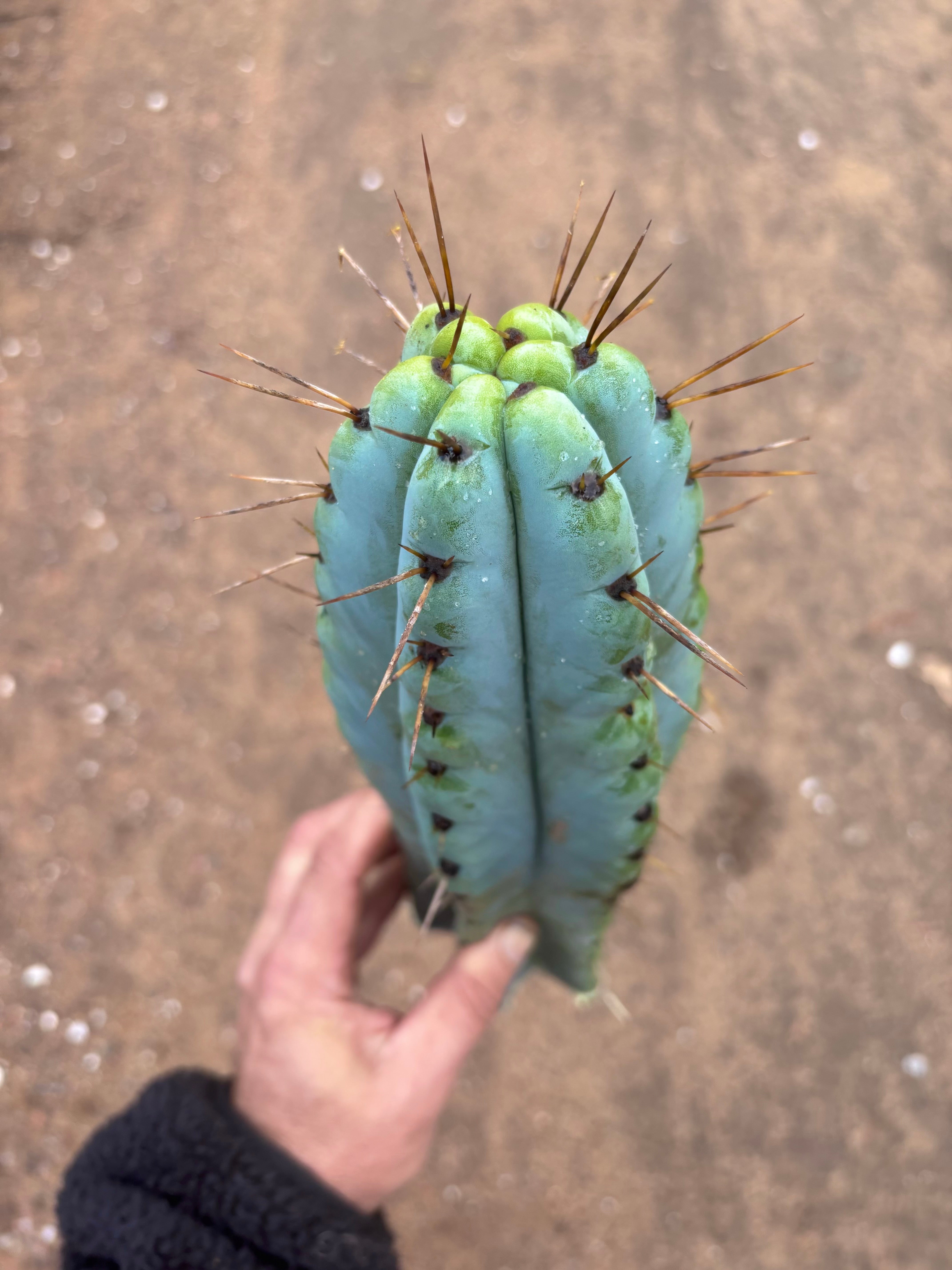 💎🌶️ Noid of the Moment — XL 14” Tip