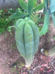 🌶️** Ferah x Velvet — Chonky 9” Tip