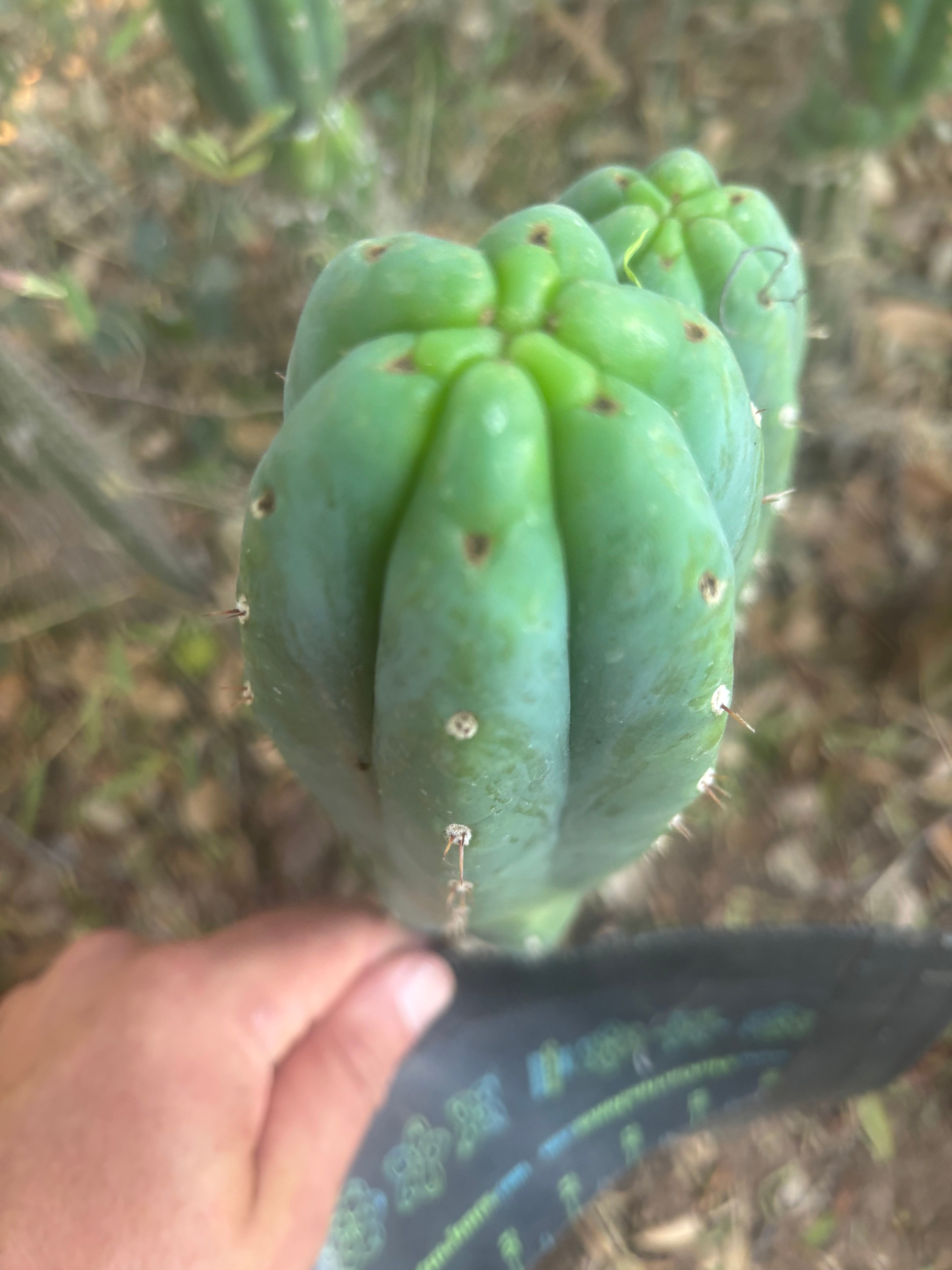 👑🌶️🌶️ KR04 — 8” Tip