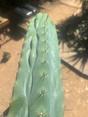 💎👑🌶️  Ashdod — XL 17” Magnum Tip