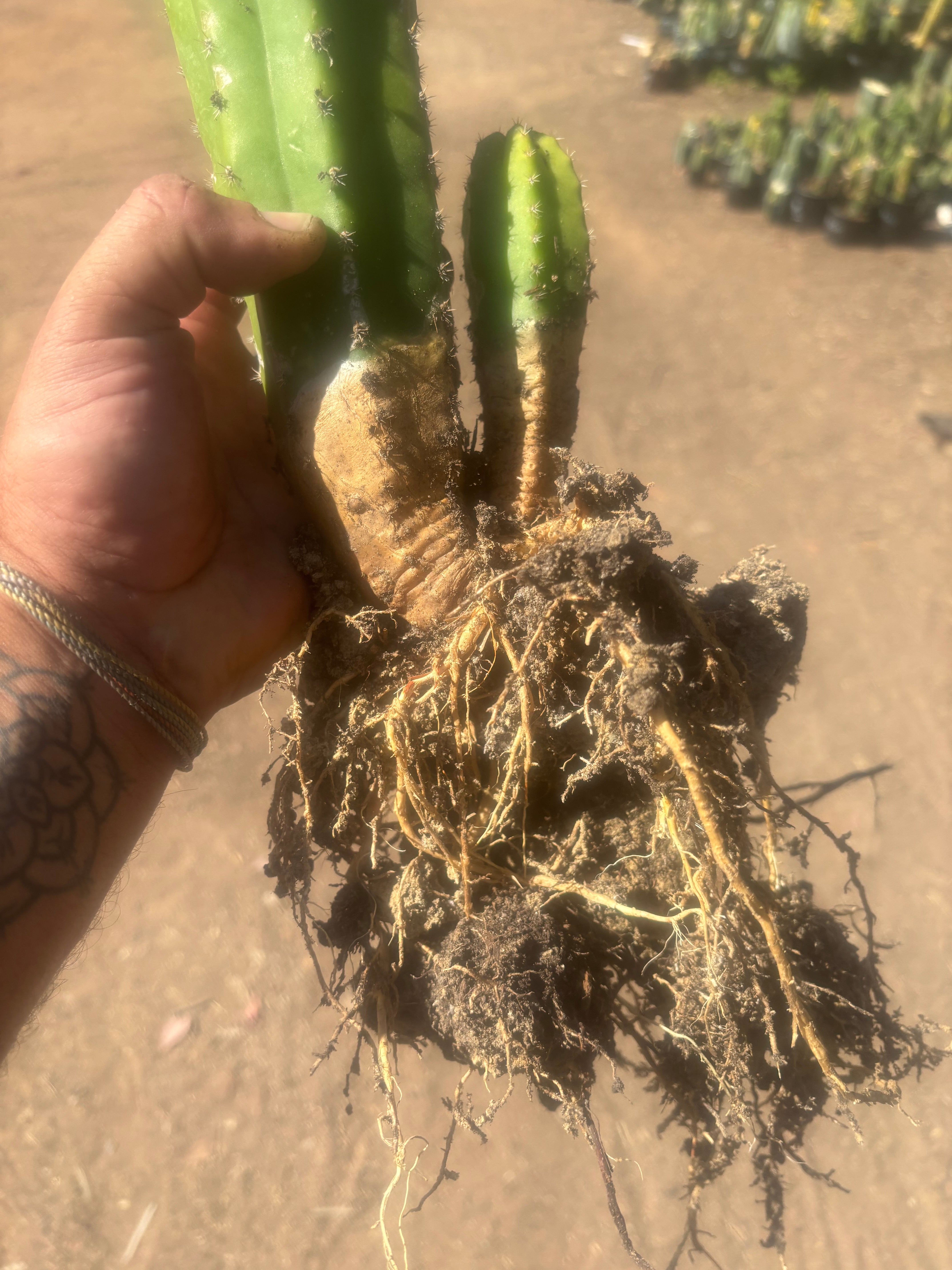 💎 Landfill x Super Pedro — Seed Grown XL 15” Full Roots