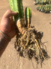 💎 Landfill x Super Pedro — Seed Grown XL 15” Full Roots