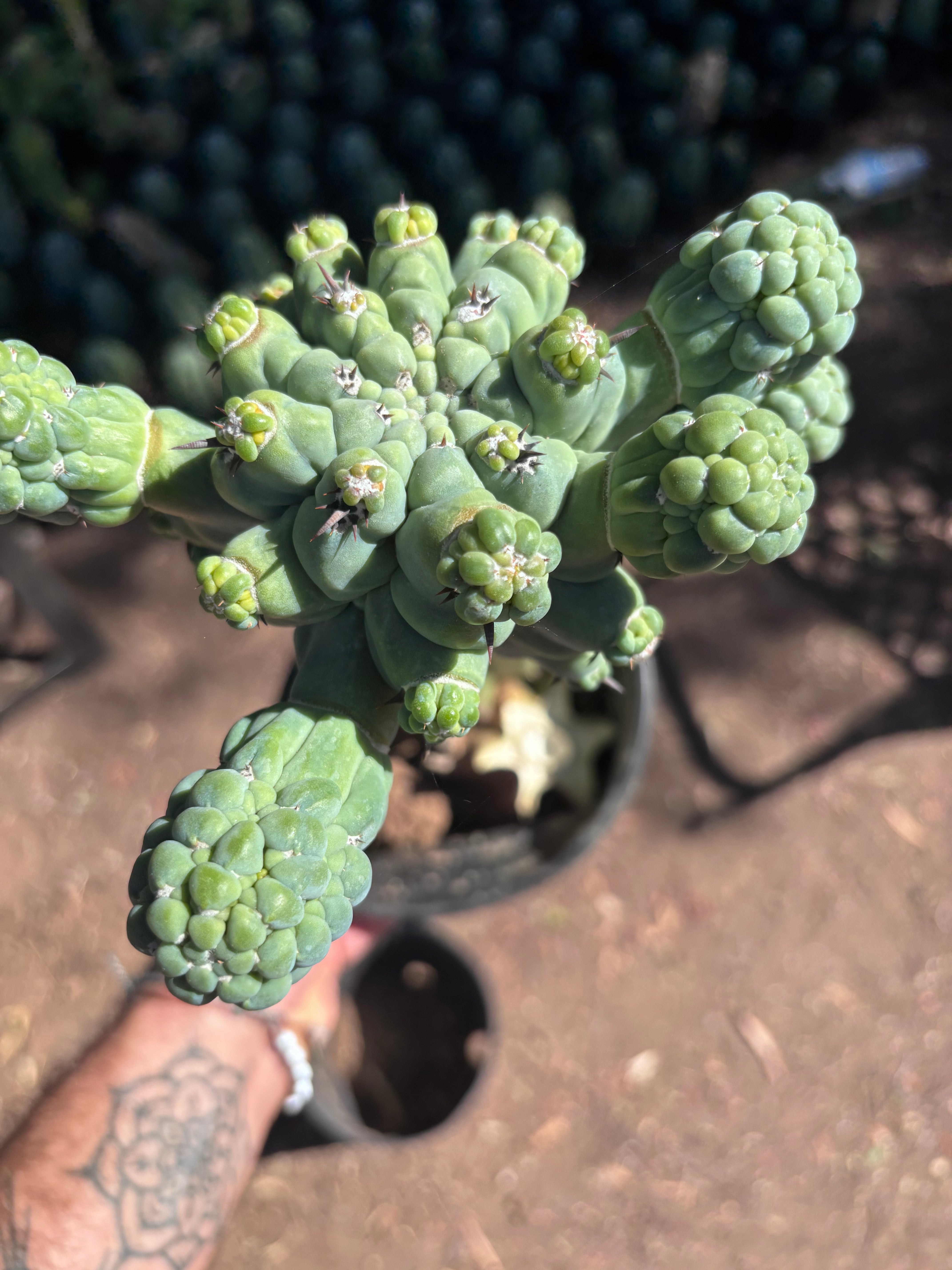 💎👑💎 Glorp — XL Rooted Pupsplosion Graft