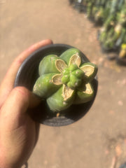 👑💎🌶️  CSD — Another Pup Graft on Rooted Pierre