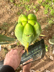 👑🌶️ Jiimz Twin Spine  — 12” Tips