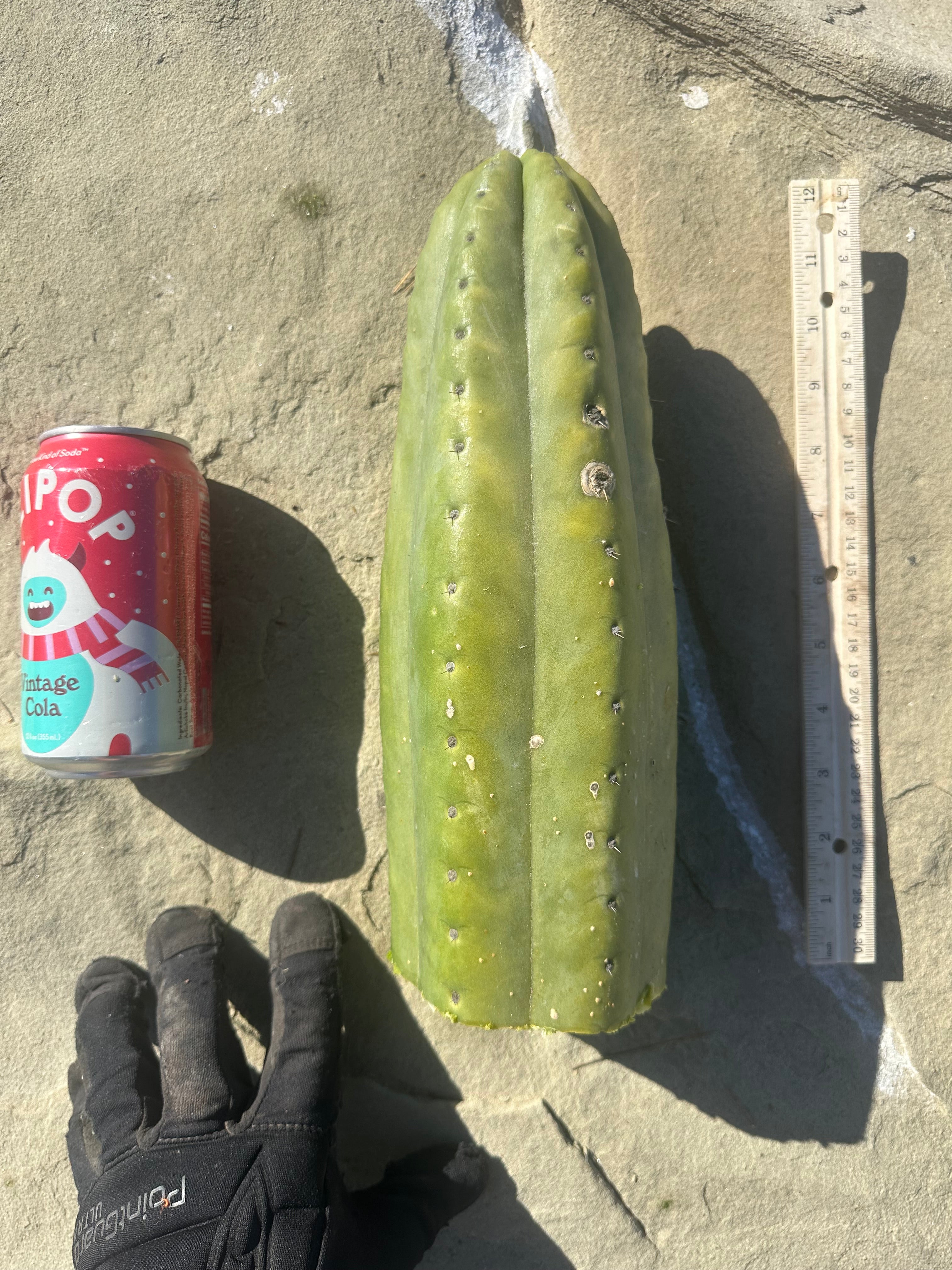 👑🌶️ Tom Juuls Giant  — XL Thick 12” Tip