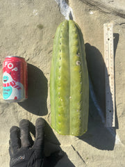 👑🌶️ Tom Juuls Giant  — XL Thick 12” Tip