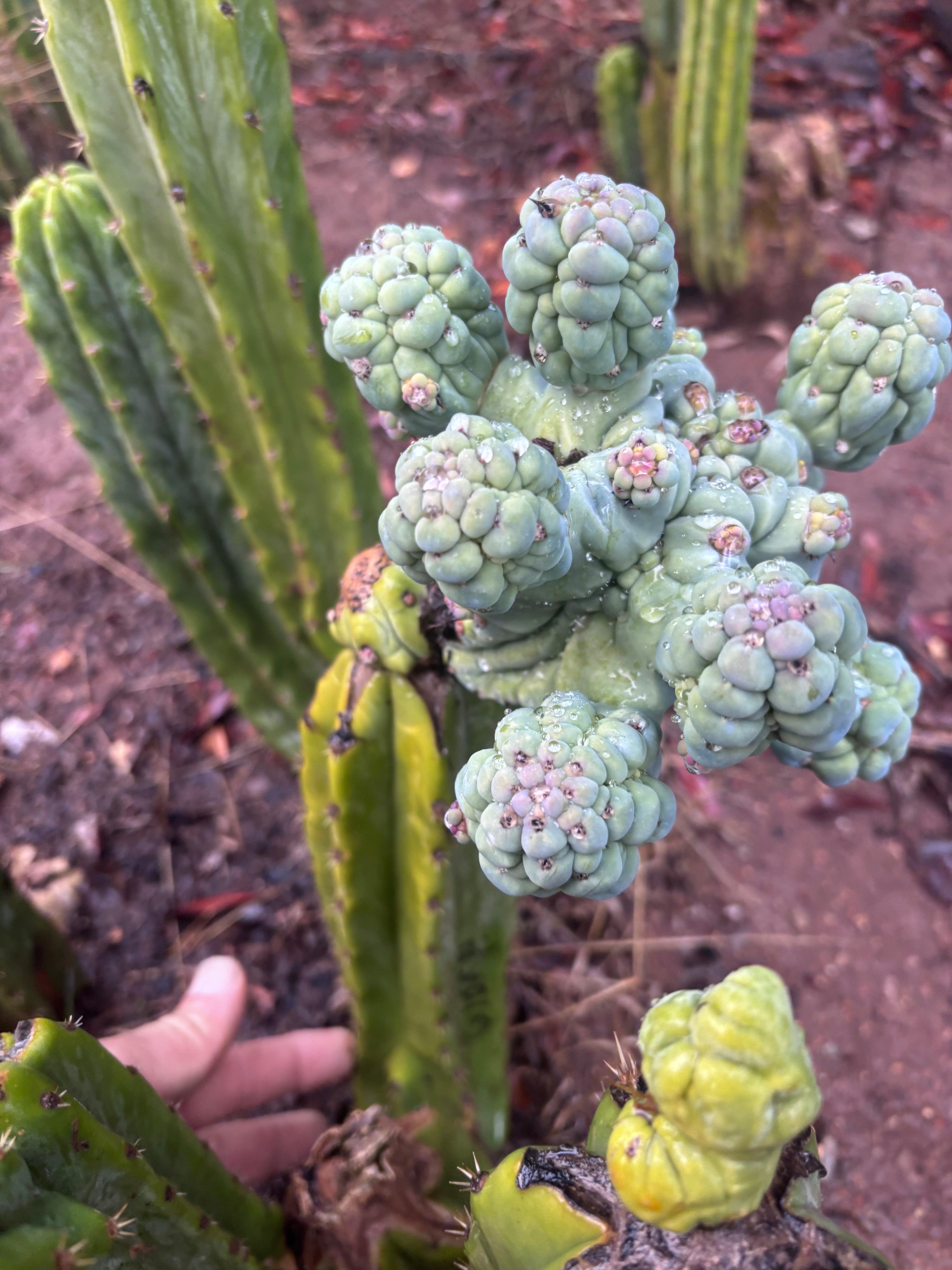 💎👑💎 Glorp — Another XL Pupsplosion Graft