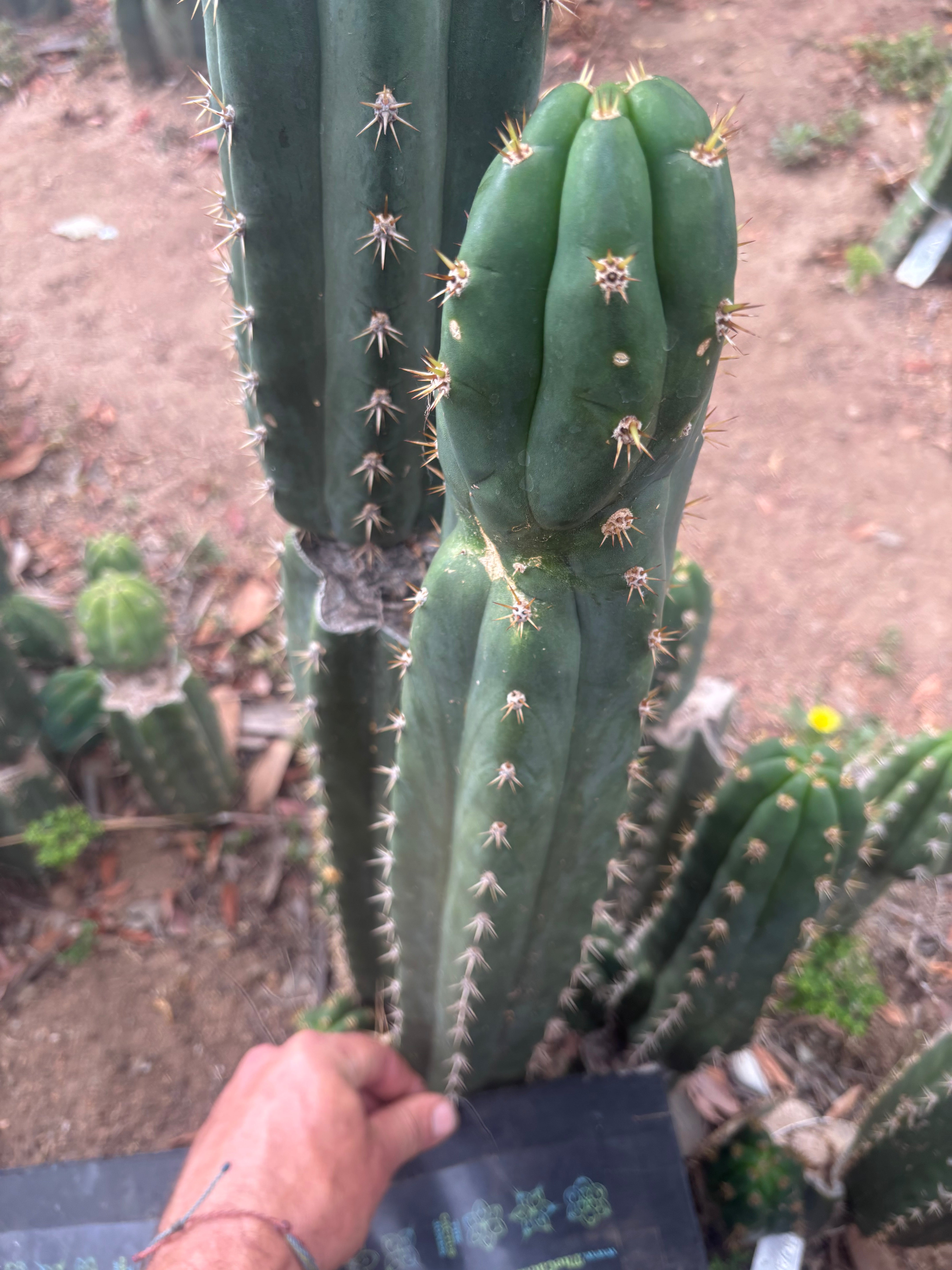 👑🌶️ Huancabamba — XL 17” Tip