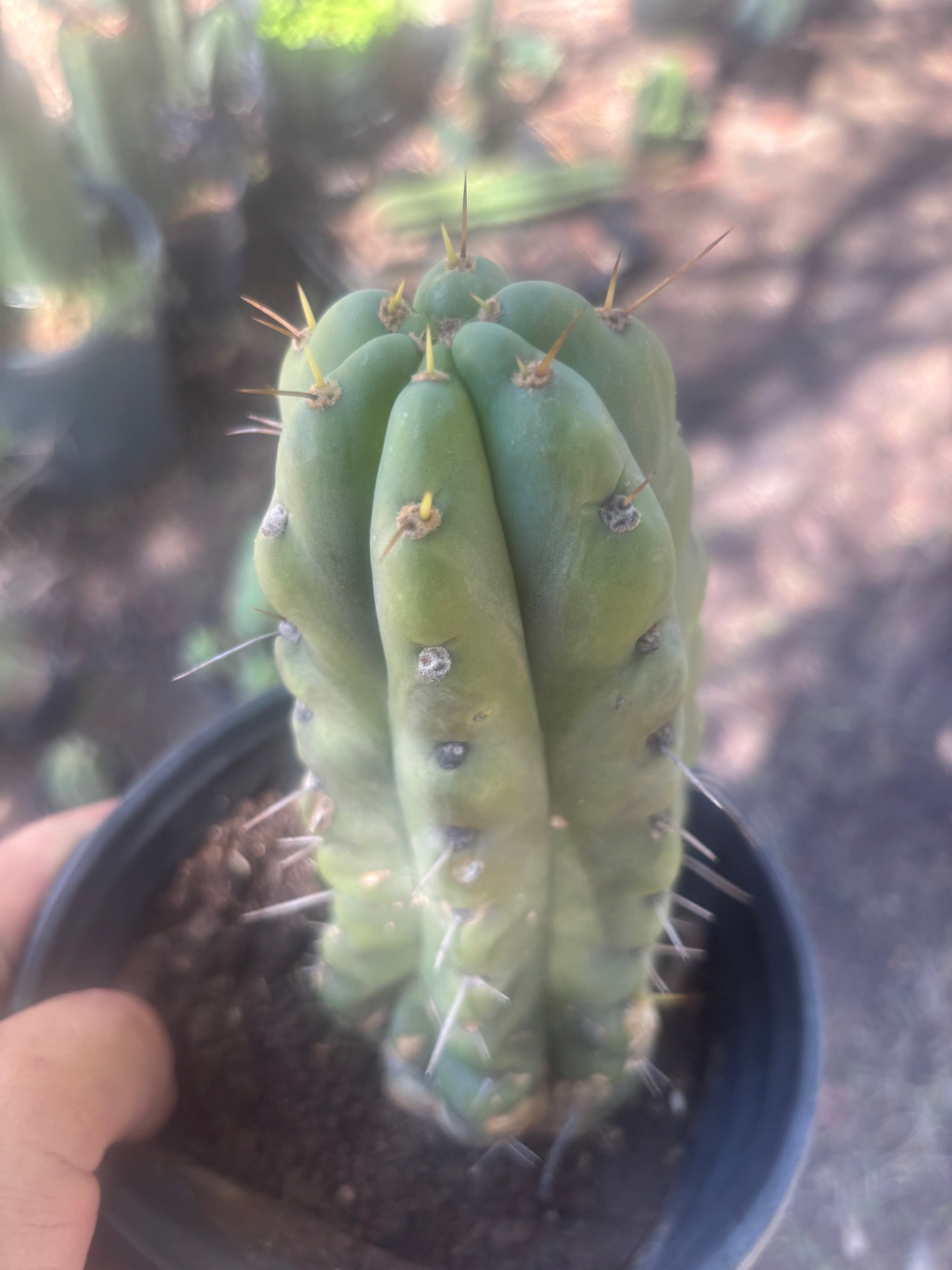 💎💎🌶️🌶️ NOM — Rooted 8” Pup