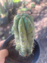 💎💎🌶️🌶️ NOM — Rooted 8” Pup