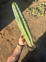 🌶️ Tipz x Super Pedro - Fully Rooted 16”