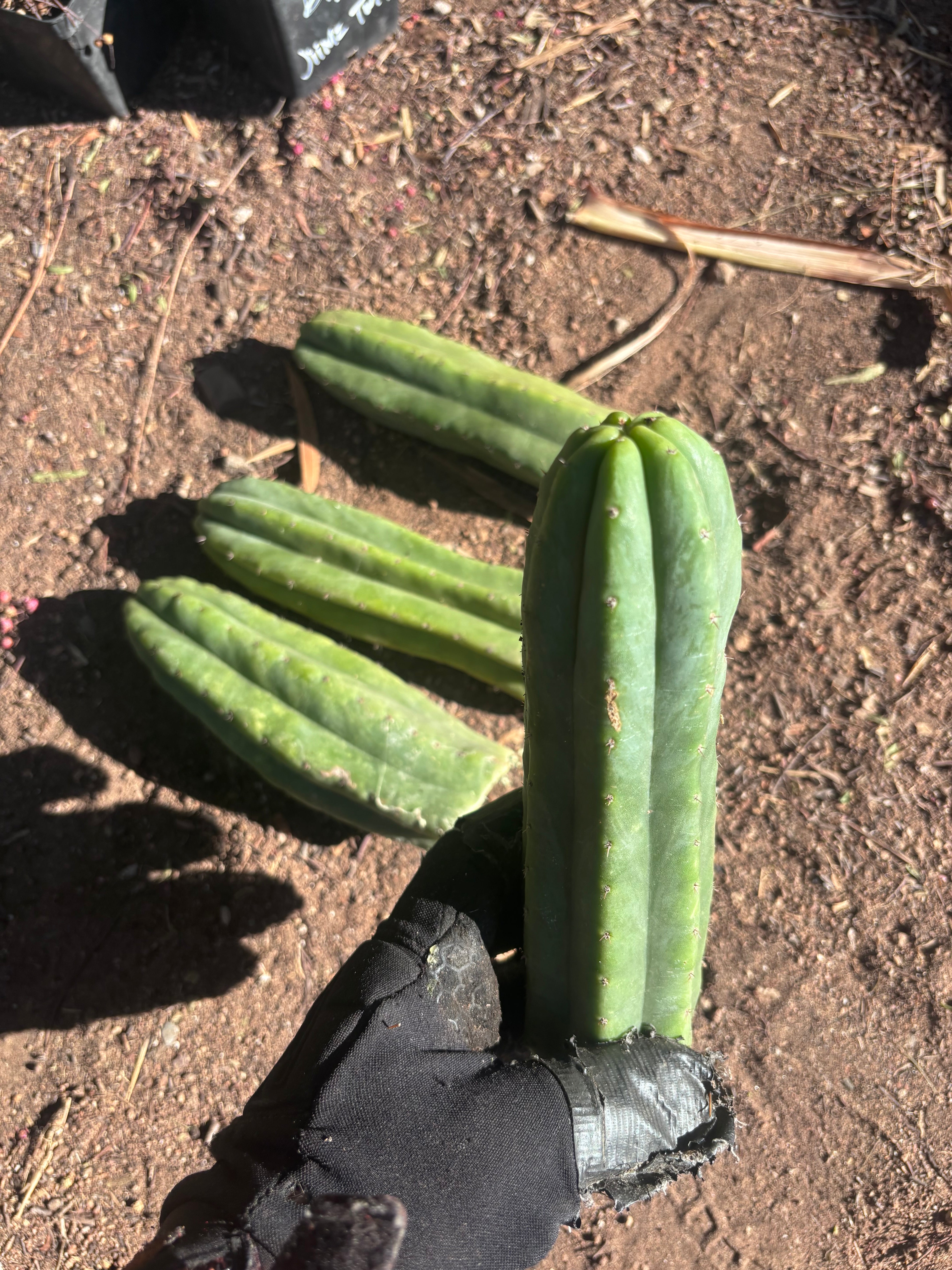 👑🌶️🌶️ Ogun — 9” Tips