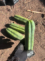 👑🌶️🌶️ Ogun — 9” Tips