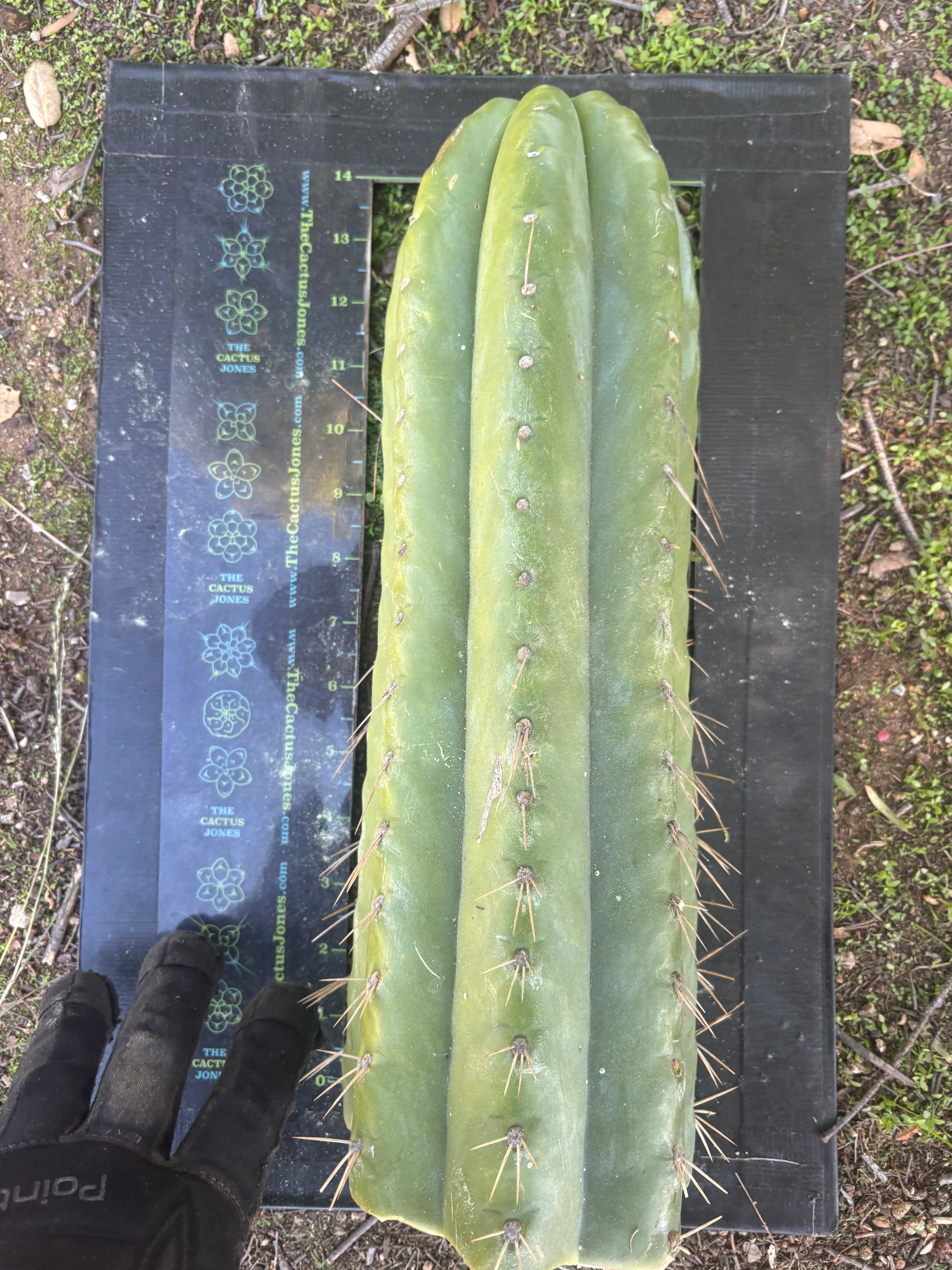 💎🌶️ Fields x SS02 — MASSIVE 14” Tip