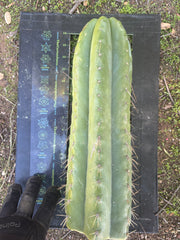 💎🌶️ Fields x SS02 — MASSIVE 14” Tip