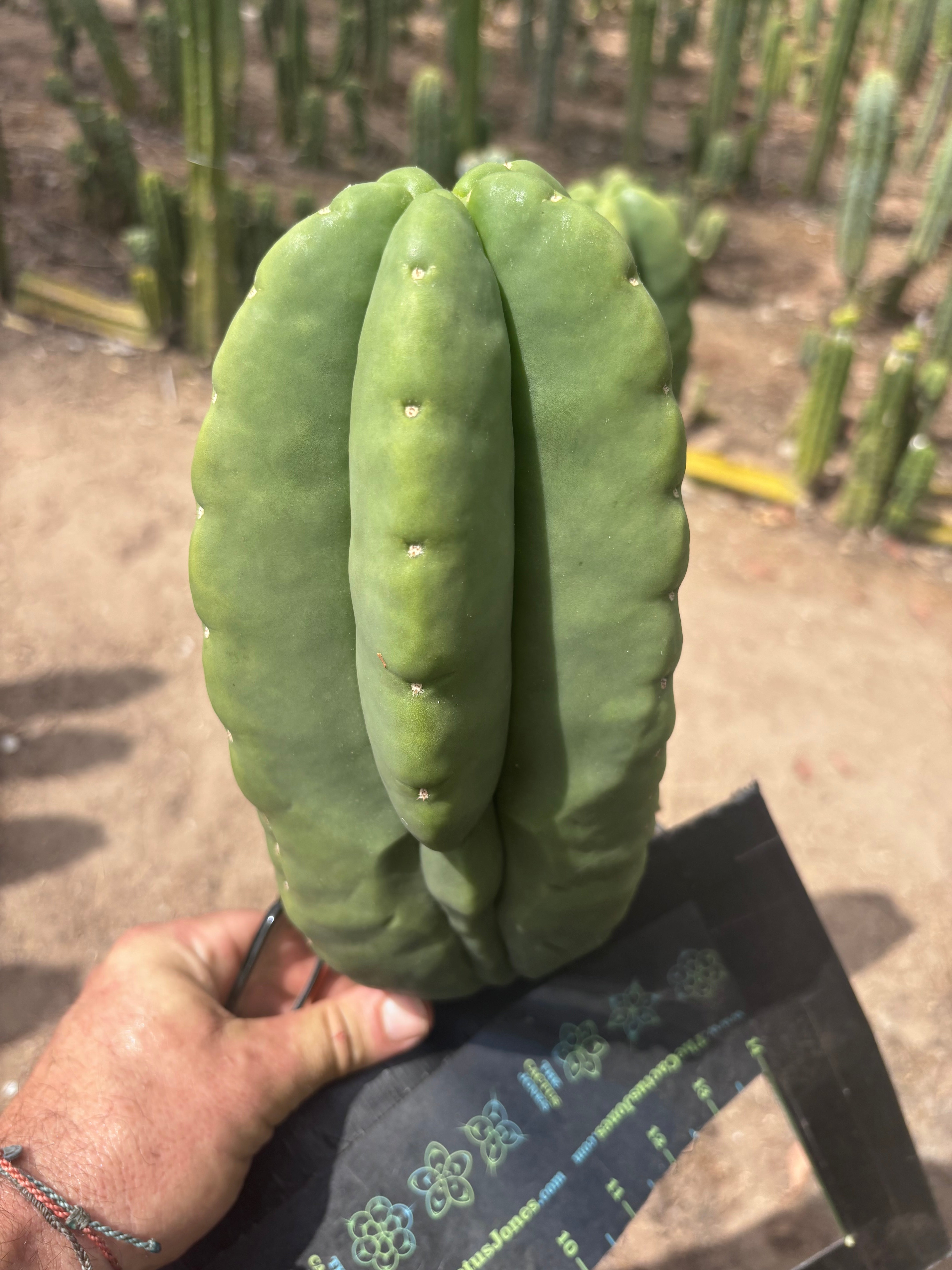 💎👑💎🌶️ Ferah — Massive 10” Melon!