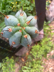 💎👑 Moonchild — FAT 8” Tip