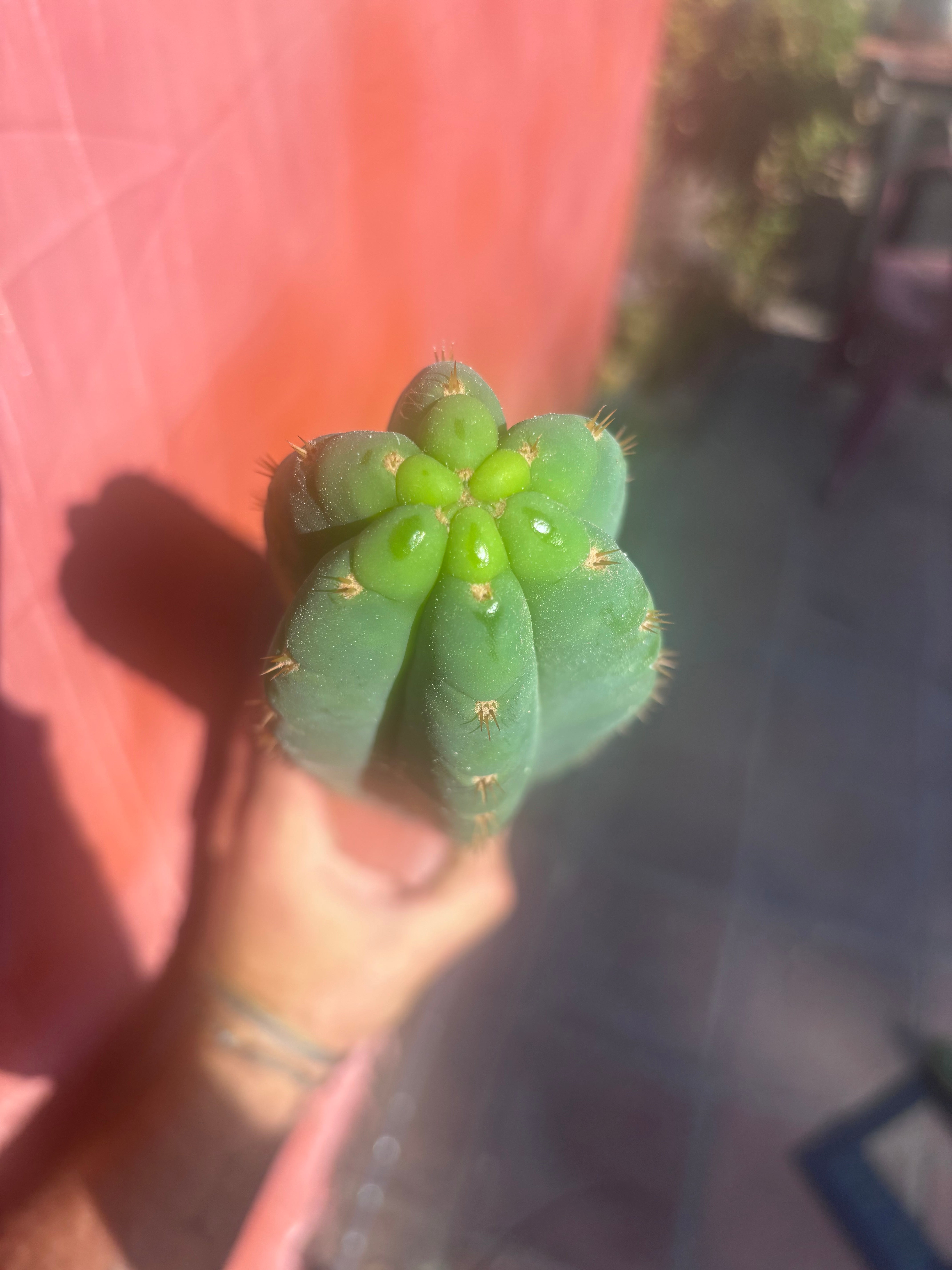 👑🌶️ Ventucky Blue — XL 17” Pups