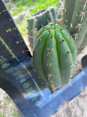 👑🌶️ KK339 — Chubby 10” Pup