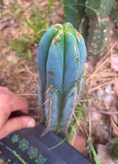 💎👑🌶️ Bluejones  — 8” Tip