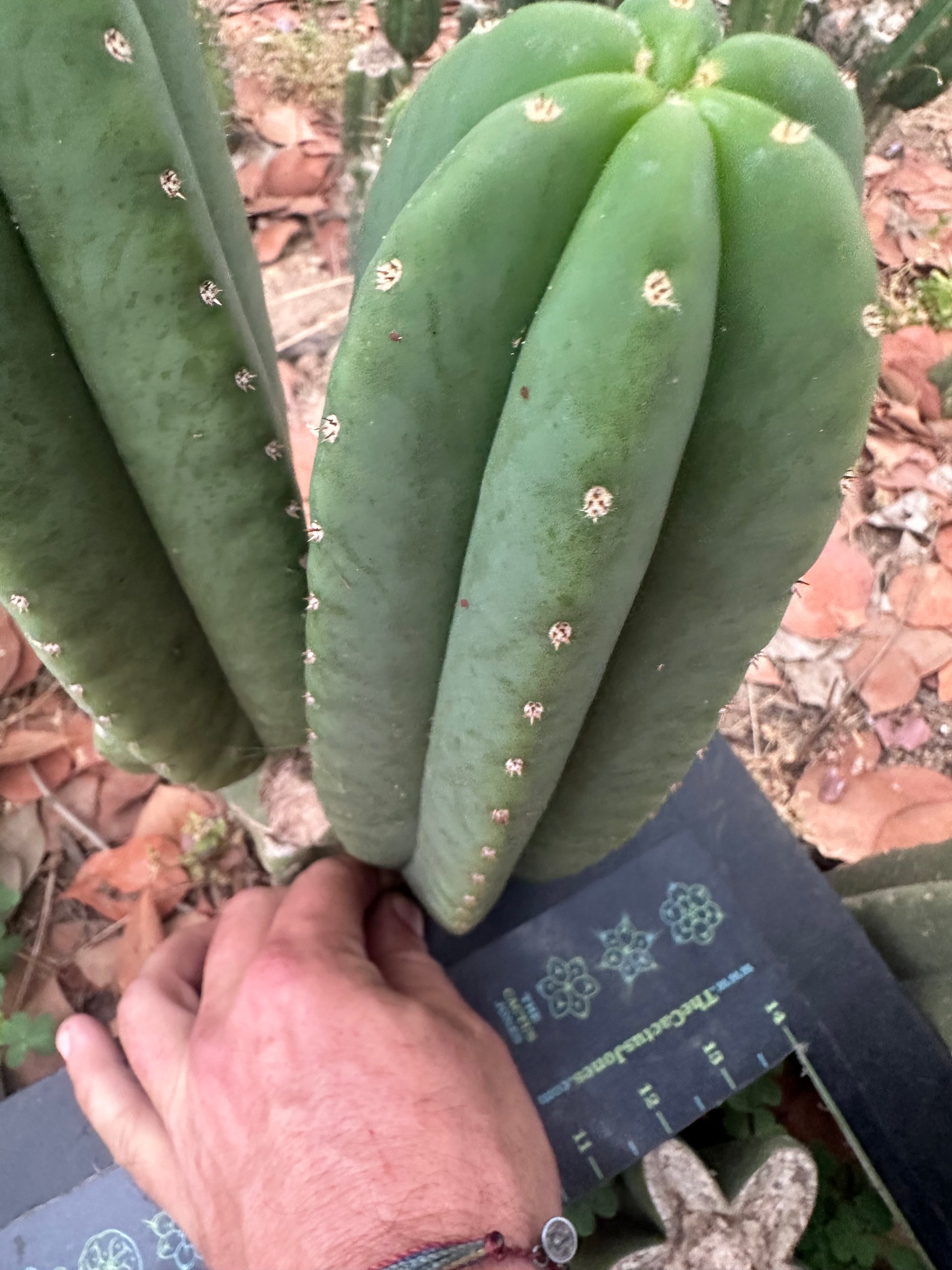 -👑🌶️  Scop A  — Chonky 11” Pup