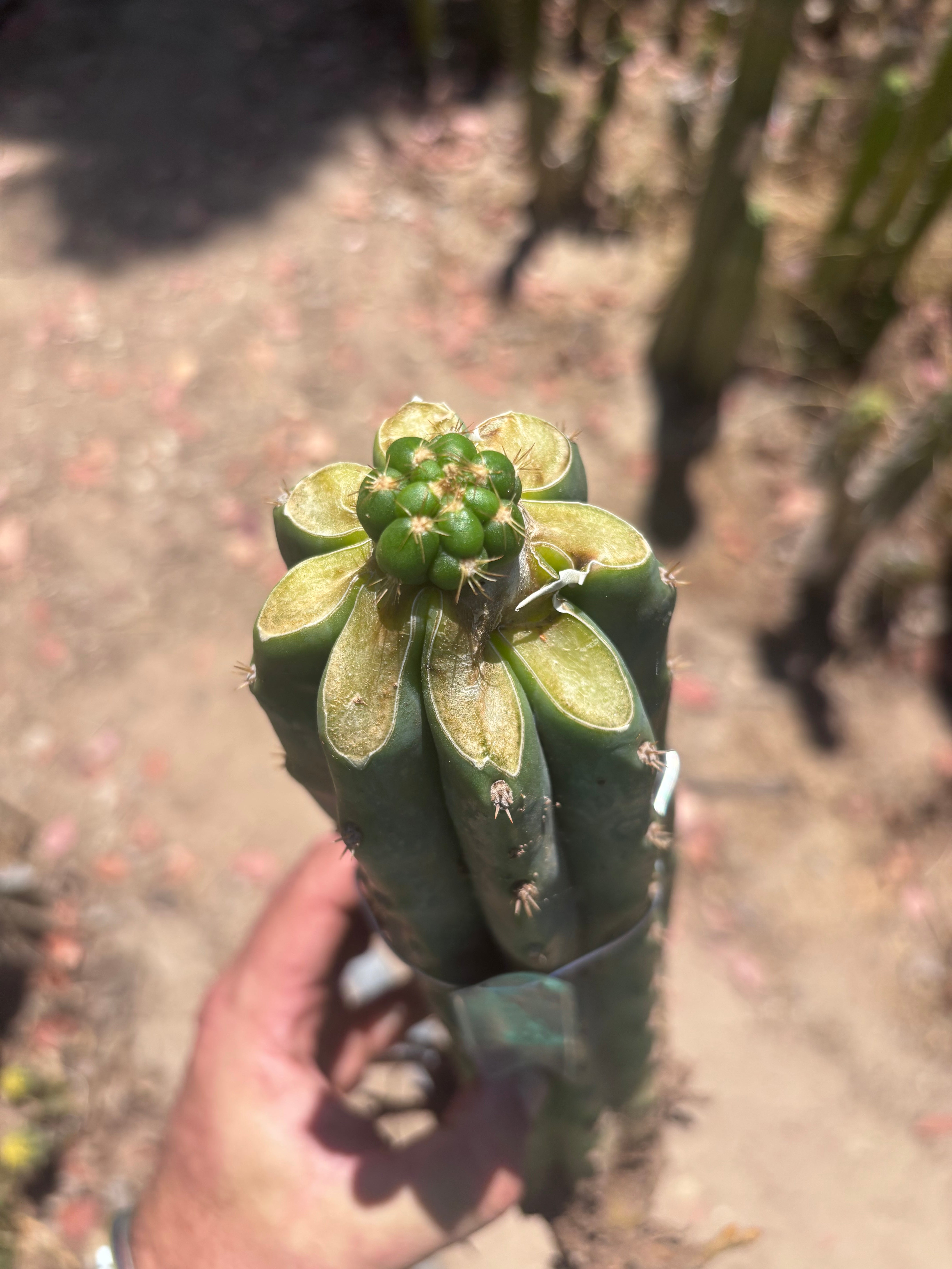 💎👑💎🌶️ CareBear — Fat Rooted Graft