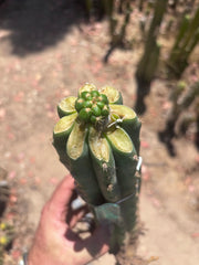 💎👑💎🌶️ CareBear — Fat Rooted Graft
