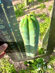 🌶️ Lumberjuuls — 12” Tip