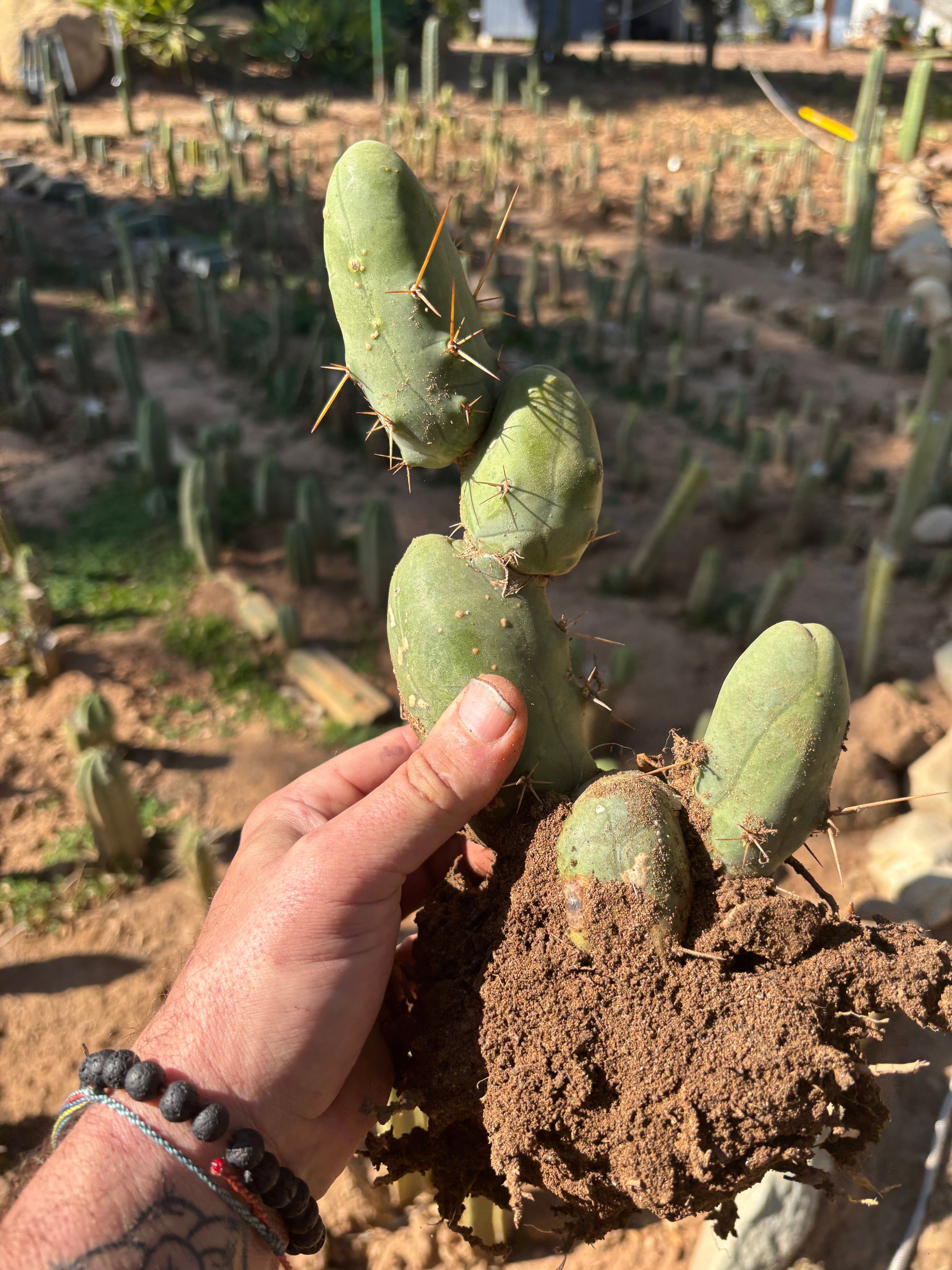 👑🌶️🌶️  TBM Clone B — XL Fully Rooted