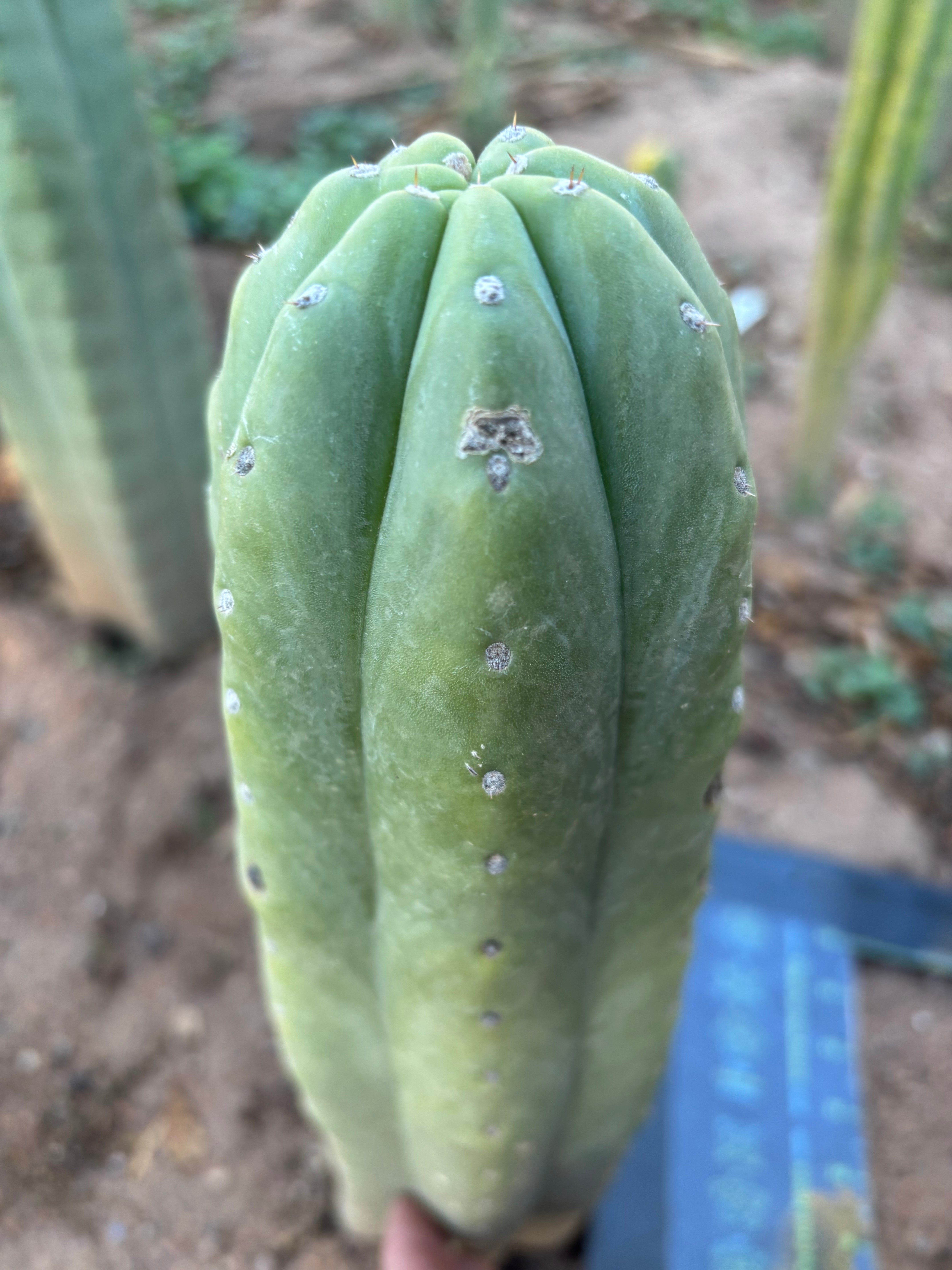 💎👑🌶️ Pierre — Thick 9” Tip