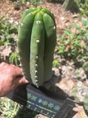 👑🌶️🌶️ Landfill — 10” Pup